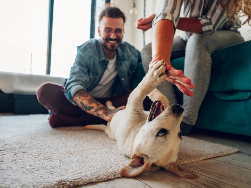 pet rental