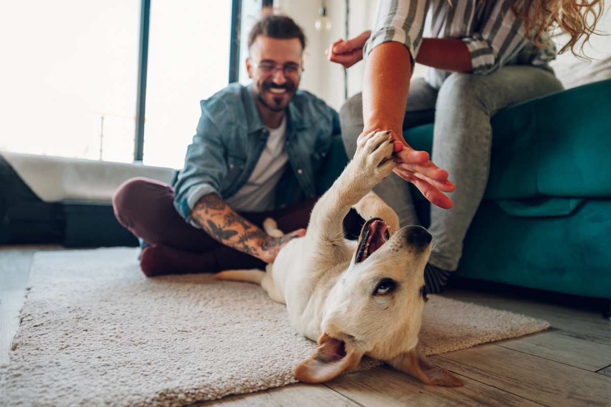 pet rental
