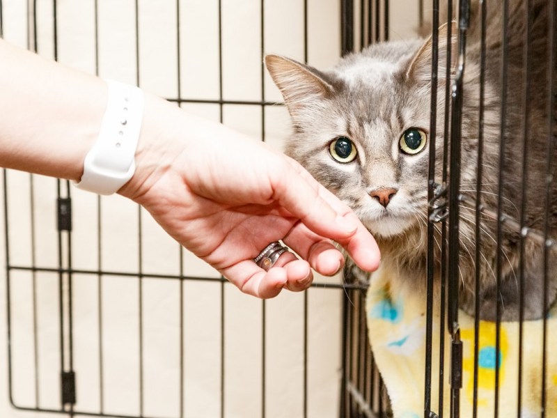 Animal Welfare Grants Program