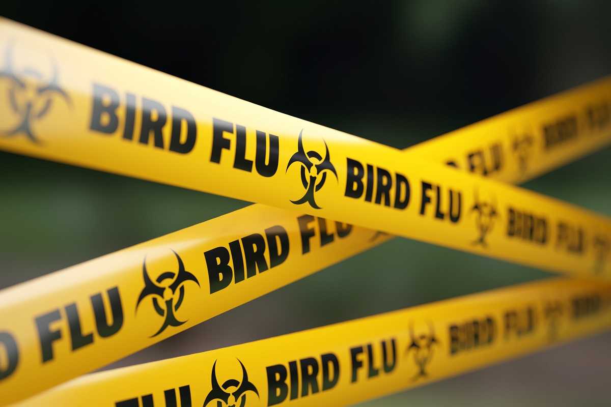 Government invests $12 million in bird flu response