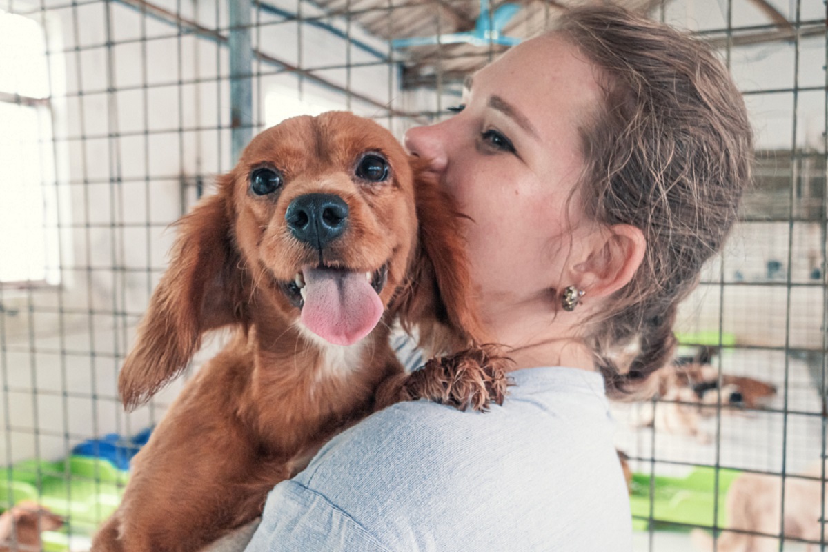 animal shelter