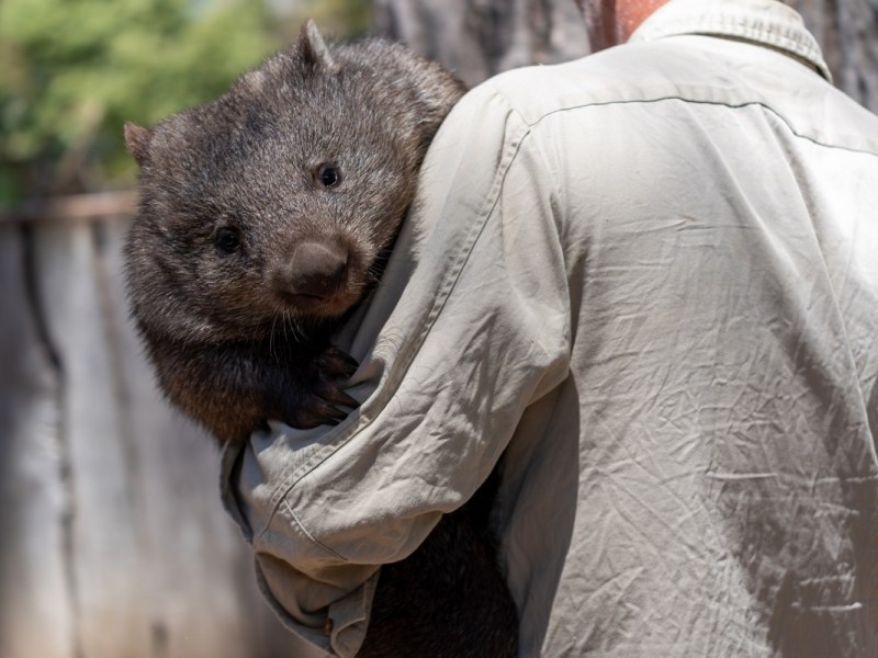 NSW wildlife