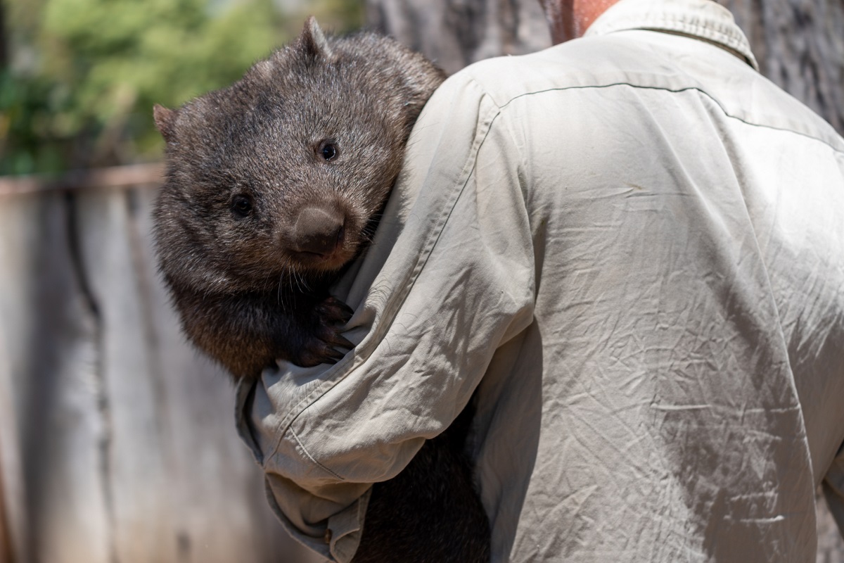 NSW wildlife