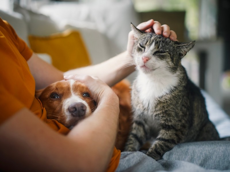 Animal Medicines Australia