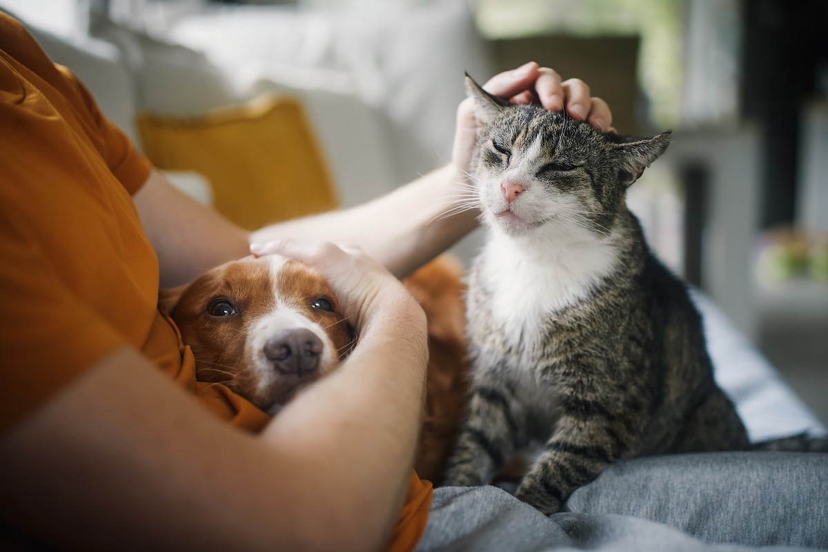 Animal Medicines Australia
