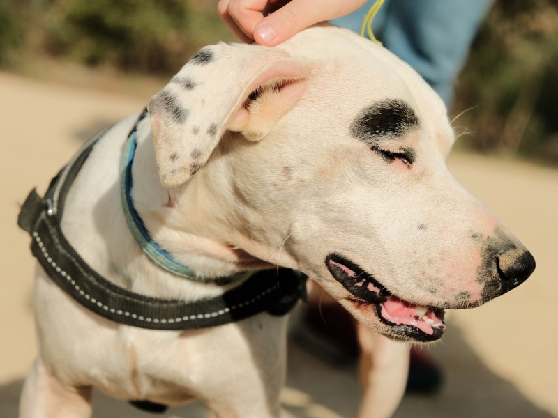Companion Animal Network Australia