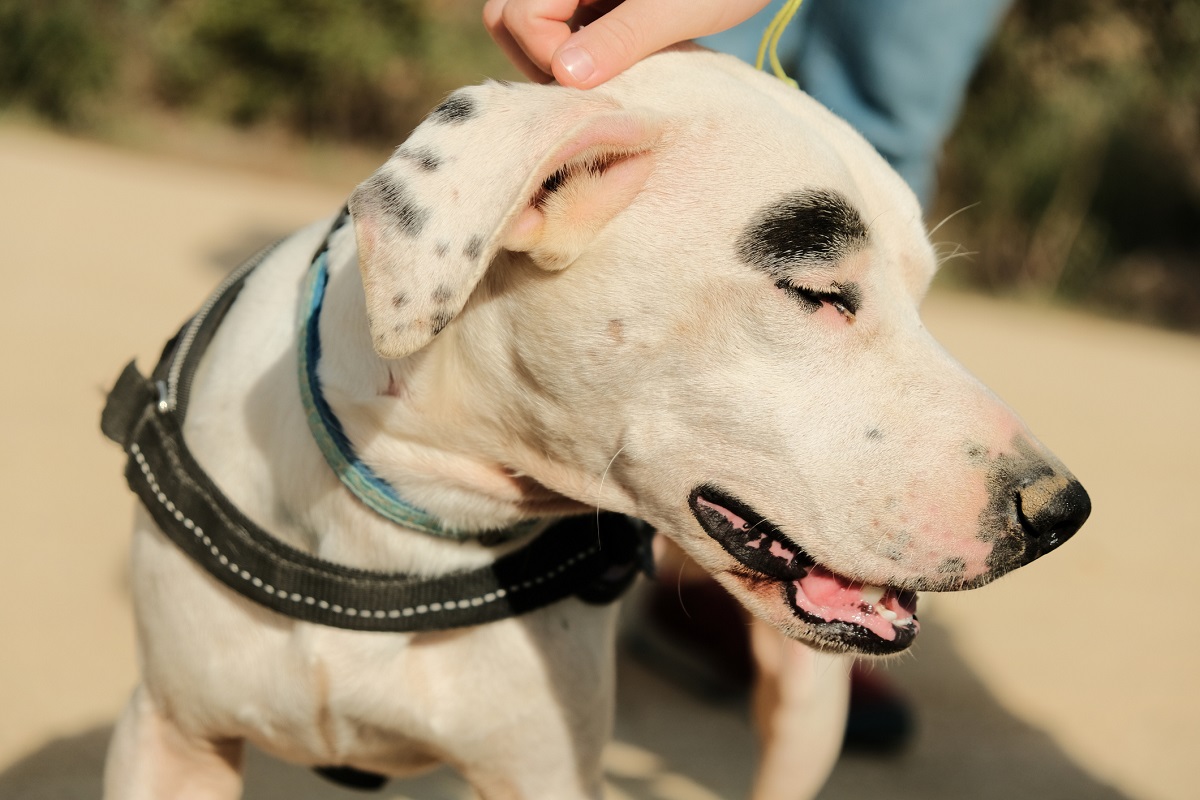 Companion Animal Network Australia