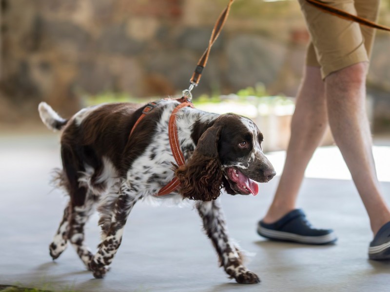 detector dogs
