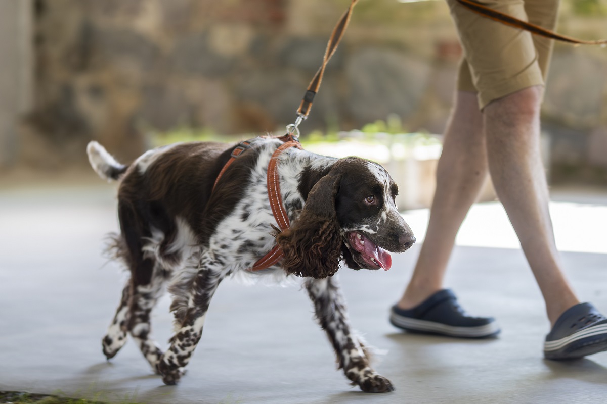 detector dogs