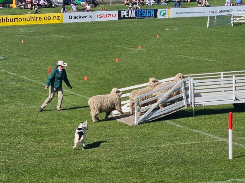 Trans-Tasman Sheepdog Test