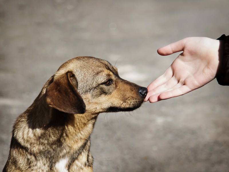 Pets Of The Homeless